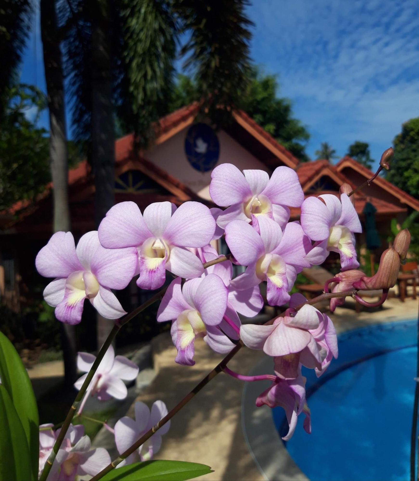 The Pace Phuket Boutique Resort Rawai Dış mekan fotoğraf