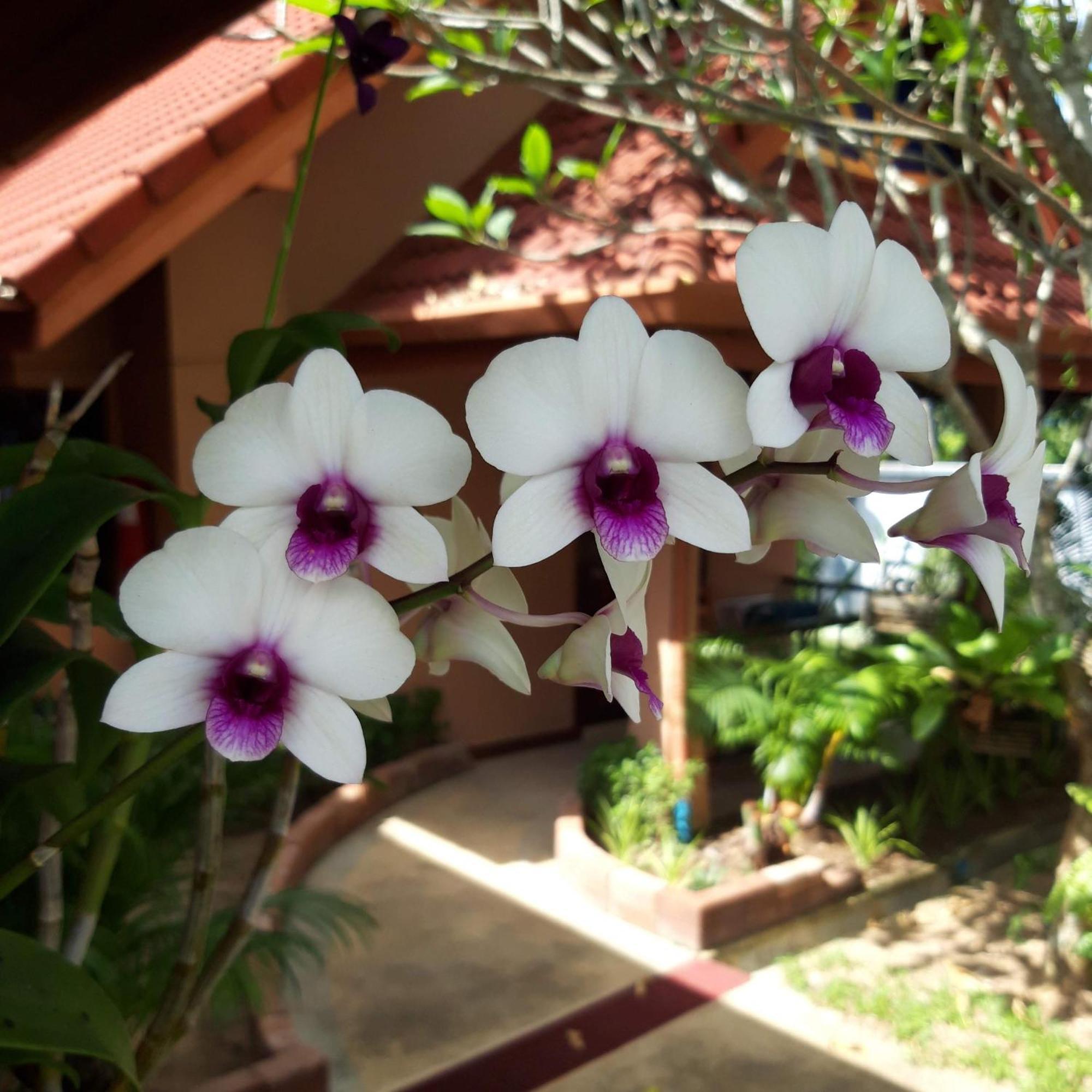 The Pace Phuket Boutique Resort Rawai Dış mekan fotoğraf